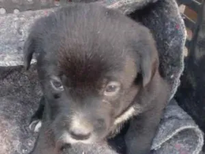 Cachorro raça Indefinida idade Abaixo de 2 meses nome Bolotinha 4