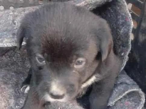 Cachorro ra a Indefinida idade Abaixo de 2 meses nome Bolotinha 4