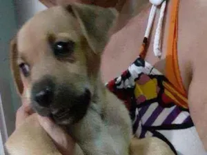 Cachorro raça Sem raça  idade 2 a 6 meses nome Luna