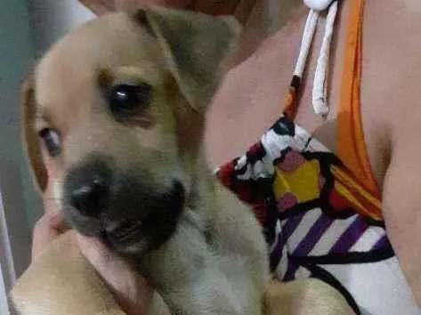 Cachorro ra a Sem raça  idade 2 a 6 meses nome Luna