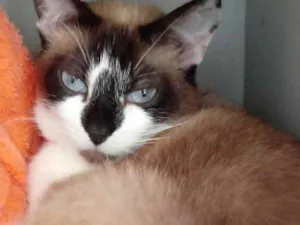 Gato raça Std idade 2 anos nome  Branca 