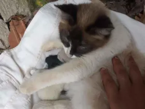 Gato raça Não sei idade 3 anos nome Nina