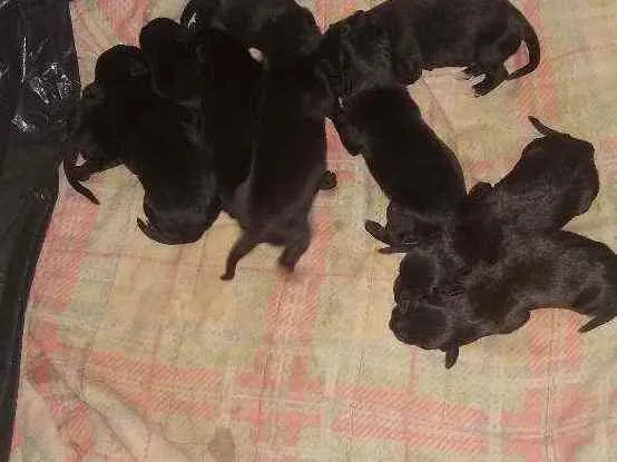 Cachorro raça vira lata idade Abaixo de 2 meses nome Filhotes