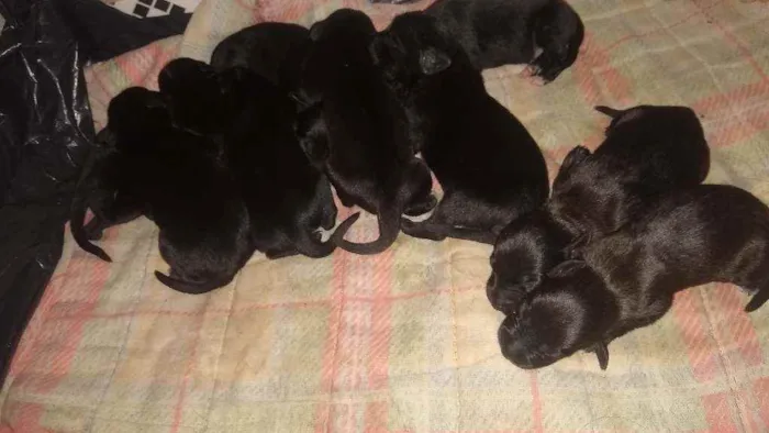Cachorro raça vira lata idade Abaixo de 2 meses nome Filhotes