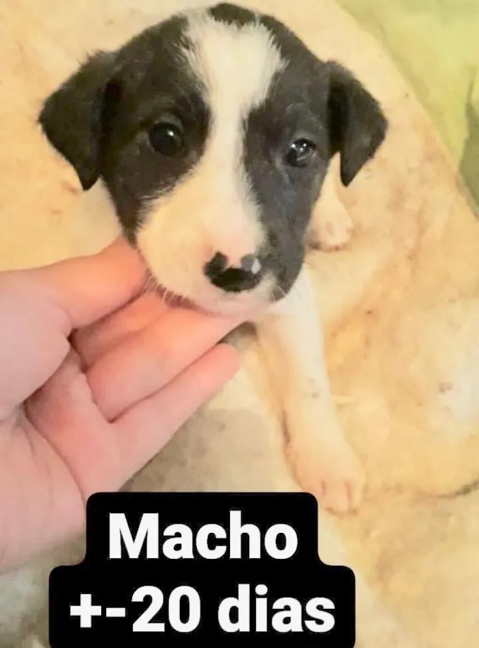 Cachorro raça  idade Abaixo de 2 meses nome Machinho 1
