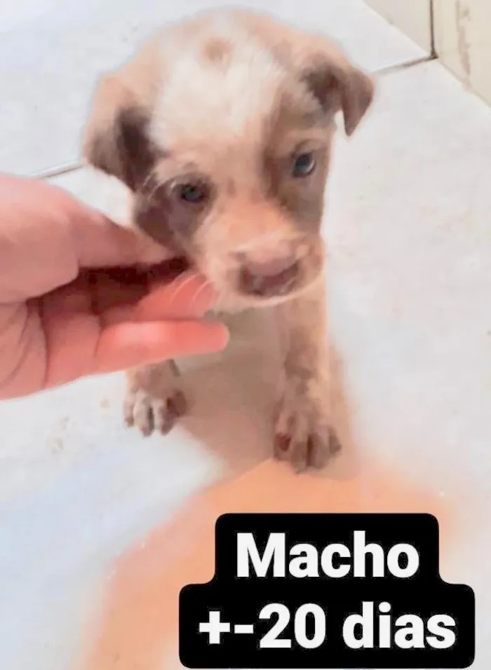 Machinho 2