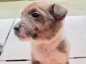 Cachorro raça  idade Abaixo de 2 meses nome Machinho 3