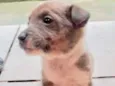 Cachorro raça  idade Abaixo de 2 meses nome Machinho 3