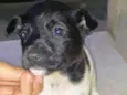 Cachorro raça  idade Abaixo de 2 meses nome Machinho 4