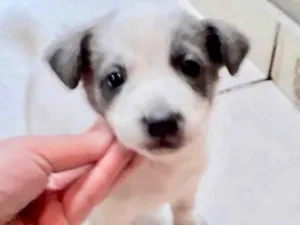 Cachorro raça  idade Abaixo de 2 meses nome Machinho 5