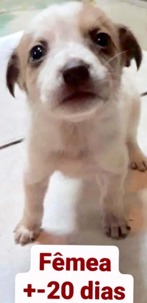 Cachorro raça  idade Abaixo de 2 meses nome Fêmea 1