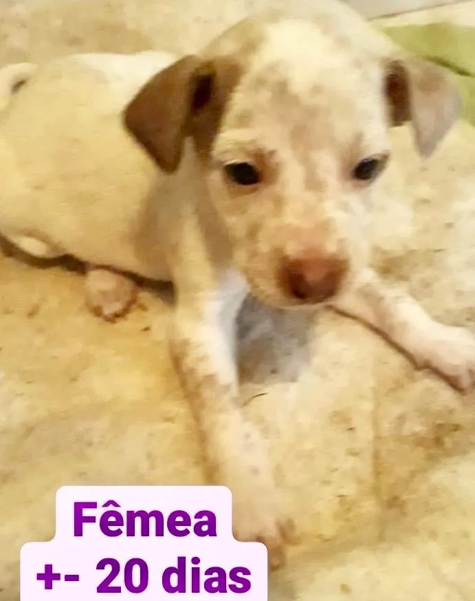 Cachorro raça  idade Abaixo de 2 meses nome Fêmea 2
