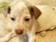 Cachorro raça  idade Abaixo de 2 meses nome Fêmea 2