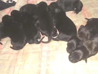Cachorro raça vira lata idade Abaixo de 2 meses nome Filhotes