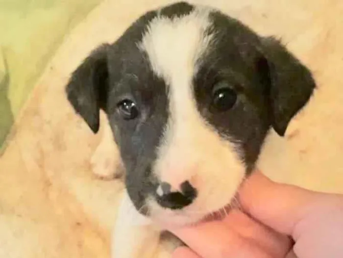 Cachorro raça  idade Abaixo de 2 meses nome Machinho 1