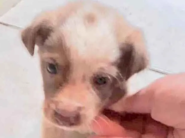 Cachorro raça  idade Abaixo de 2 meses nome Machinho 2