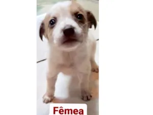 Cachorro raça  idade Abaixo de 2 meses nome Fêmea 1
