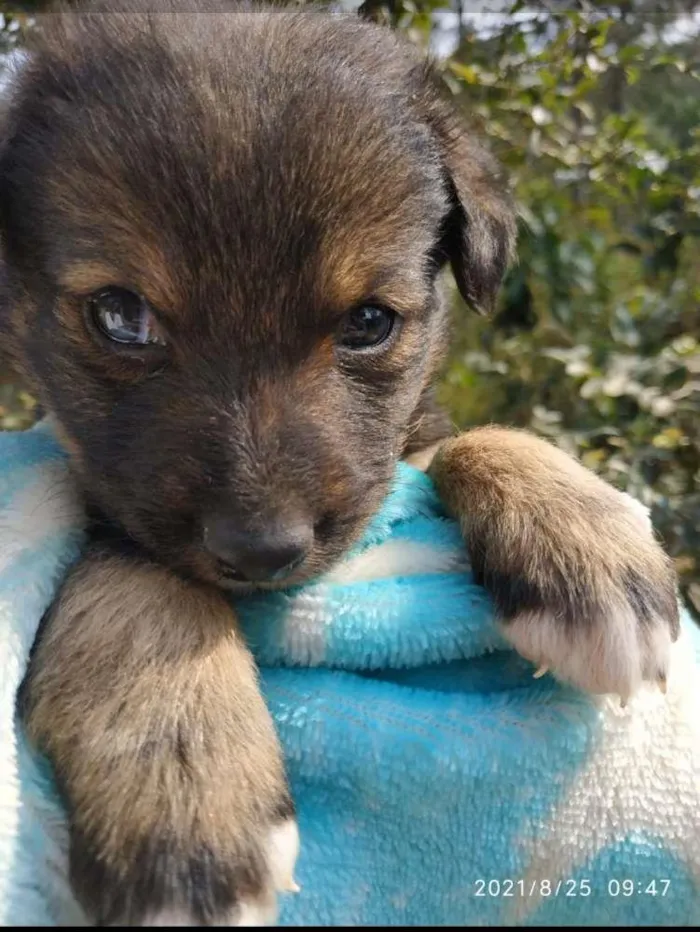 Cachorro ra a SRD idade Abaixo de 2 meses nome Lindo 3