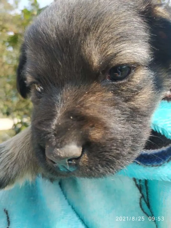 Cachorro ra a SRD idade Abaixo de 2 meses nome Lindo 3