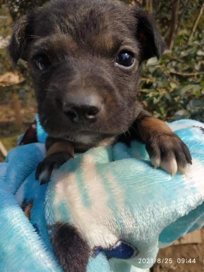 Cachorro ra a SRD idade Abaixo de 2 meses nome Lindo 3