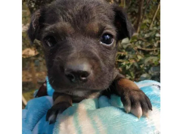 Cachorro ra a SRD idade Abaixo de 2 meses nome Lindo 3