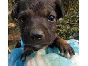 Cachorro raça SRD idade Abaixo de 2 meses nome Lindo 2