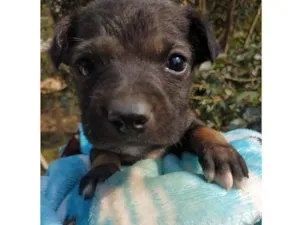 Cachorro raça SRD idade Abaixo de 2 meses nome Lindo 1
