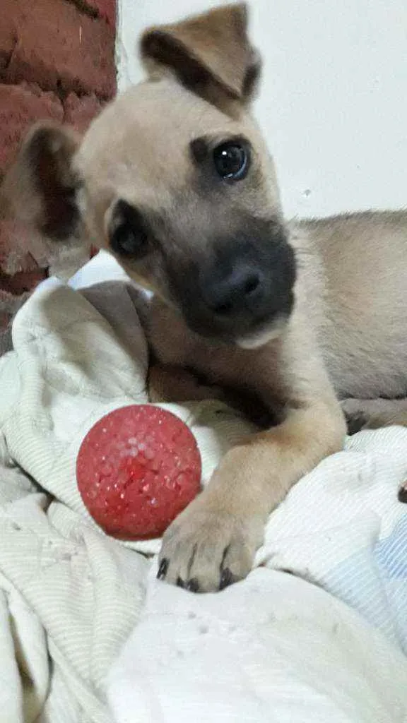 Cachorro ra a  idade Abaixo de 2 meses nome Théo 