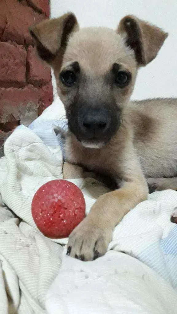 Cachorro ra a  idade Abaixo de 2 meses nome Théo 