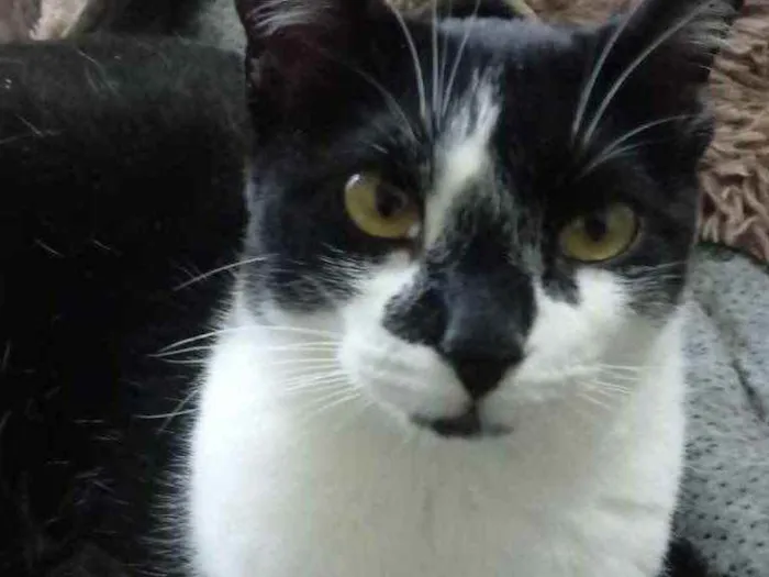 Gato raça Srd idade 1 ano nome Linguiça 