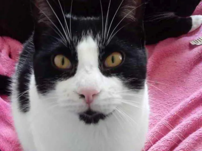 Gato raça Srd idade 1 ano nome Pitoco 