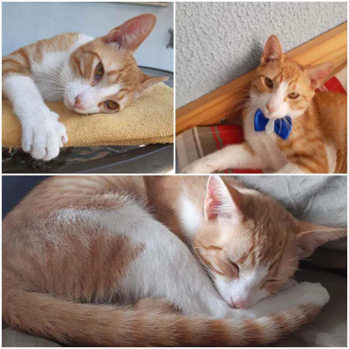 Gato ra a PCB idade 2 a 6 meses nome Anjinho