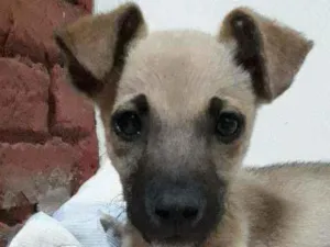 Cachorro raça  idade Abaixo de 2 meses nome Théo 