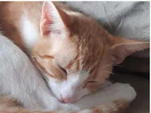 Gato raça PCB idade 2 a 6 meses nome Anjinho