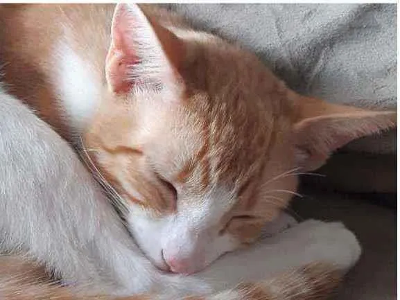 Gato ra a PCB idade 2 a 6 meses nome Anjinho