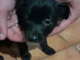 Cachorro raça Srd idade 2 a 6 meses nome Neguinho