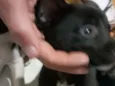 Cachorro raça Srd idade 2 a 6 meses nome Pretinho