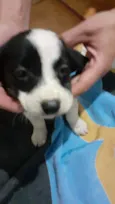 Cachorro raça Srd idade 2 a 6 meses nome Layla