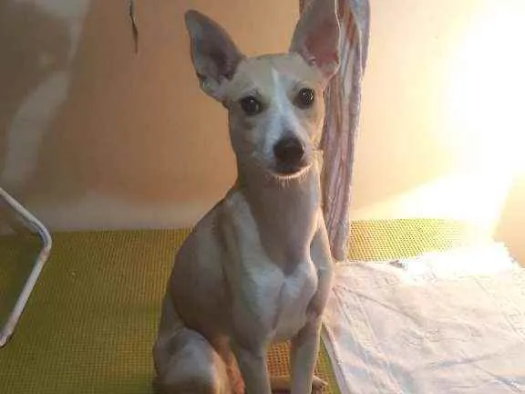 Cachorro raça Vira latas com pitbul idade 1 ano nome Sofia