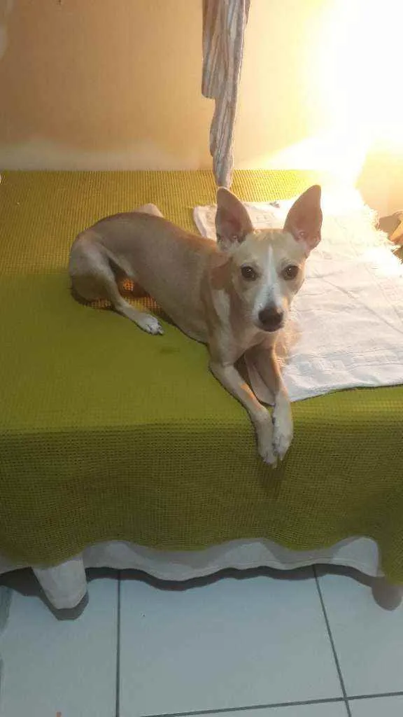 Cachorro raça Vira latas com pitbul idade 1 ano nome Sofia