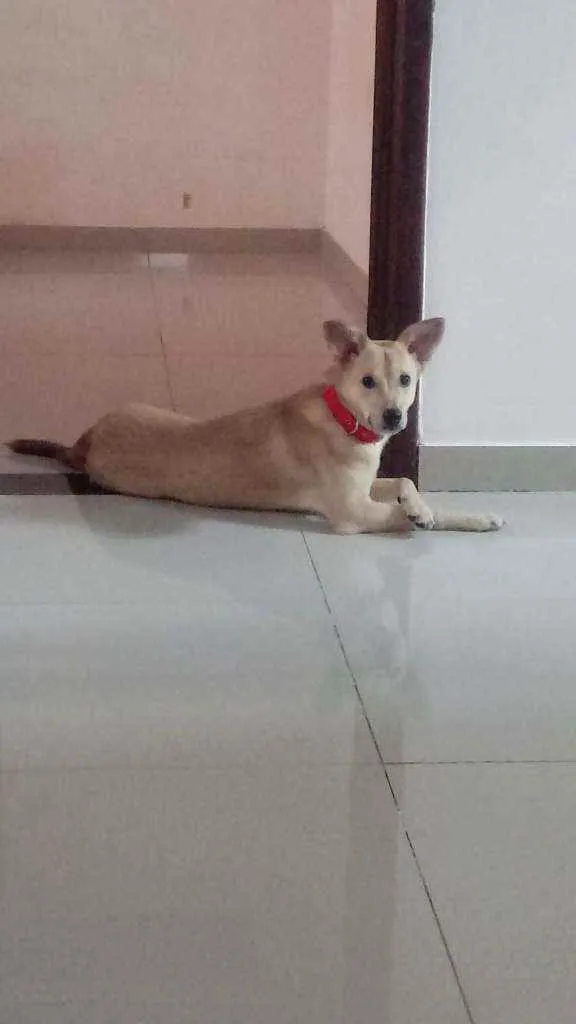 Cachorro raça SRD idade 1 ano nome Apollo