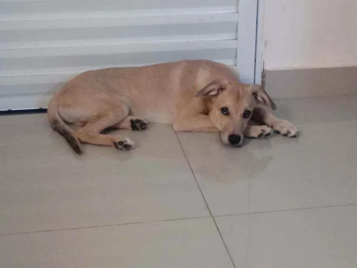 Cachorro raça SRD idade 1 ano nome Apollo