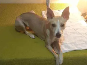 Cachorro raça Vira latas com pitbul idade 1 ano nome Sofia