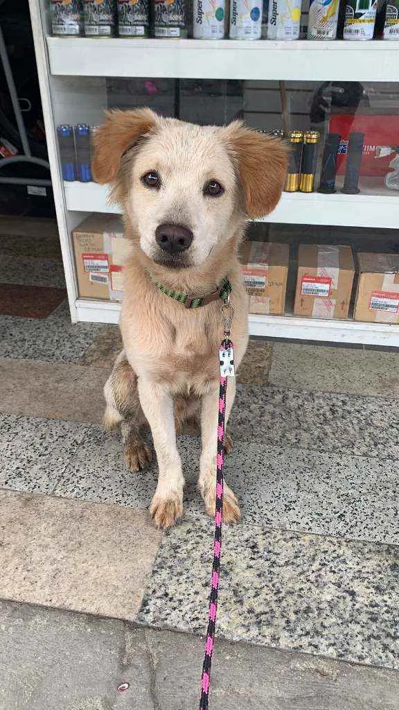 Cachorro ra a SRD idade 2 a 6 meses nome ...