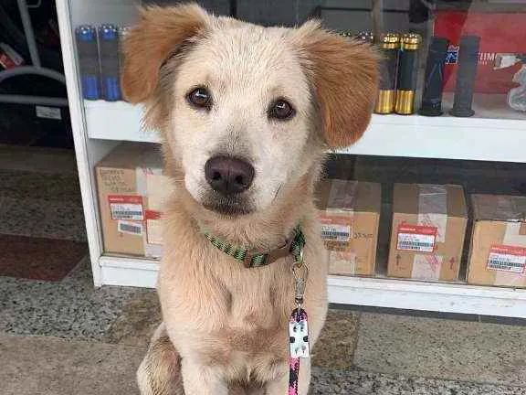 Cachorro ra a SRD idade 2 a 6 meses nome ...