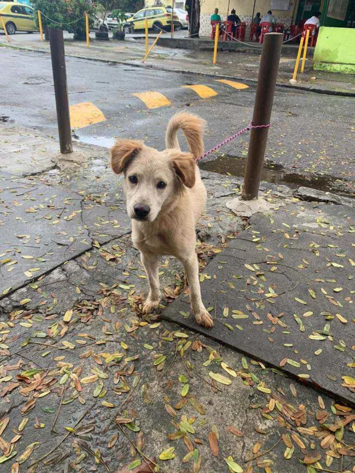 Cachorro ra a SRD idade 2 a 6 meses nome ...