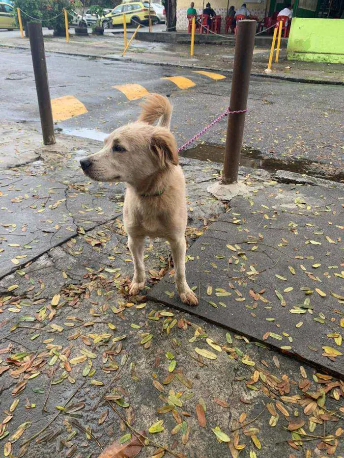 Cachorro ra a SRD idade 2 a 6 meses nome ...