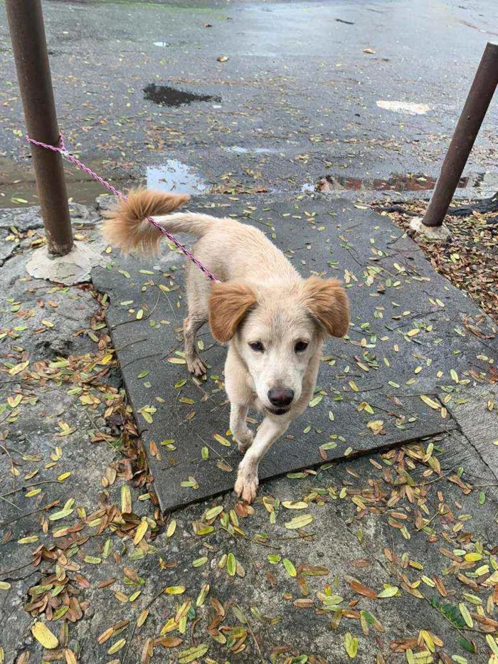 Cachorro ra a SRD idade 2 a 6 meses nome ...