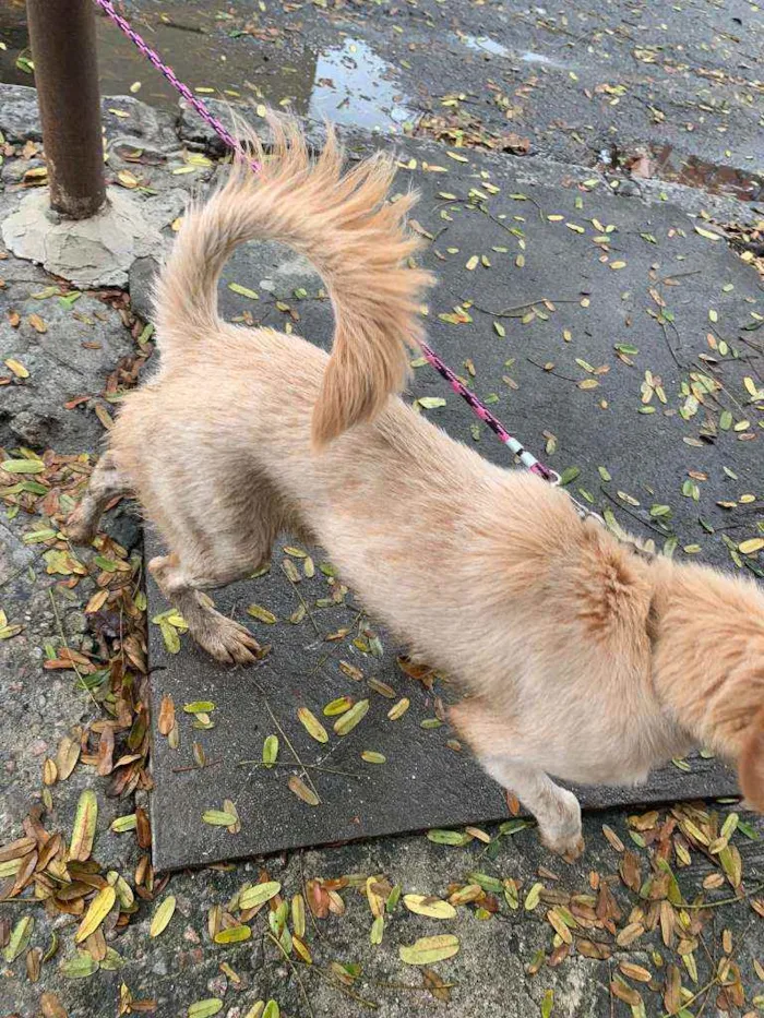 Cachorro ra a SRD idade 2 a 6 meses nome ...