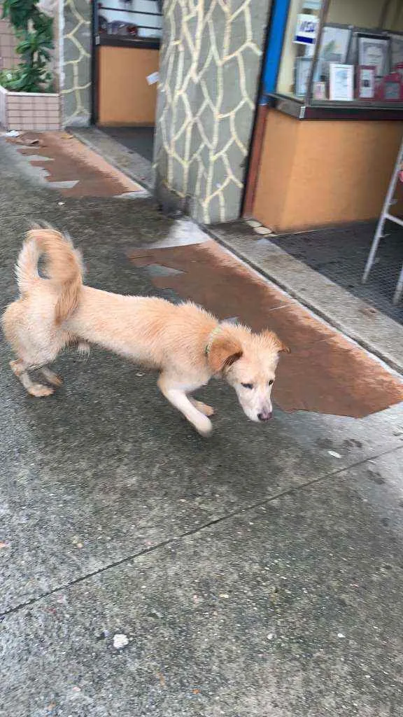 Cachorro ra a SRD idade 2 a 6 meses nome ...